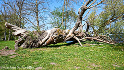 2019-04-29-14.23.46-Schwerin-DSC_5814_AugenblickeExport.jpg